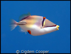 Picasso fish by Cigdem Cooper 